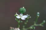 Flowering spurge